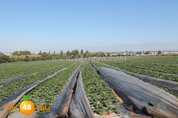 re7la tolkarem (51).JPG